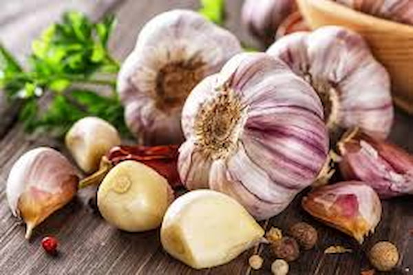تصویر 3 از قیمت خرید سیر سیاه اصفهان + فروش ویژه